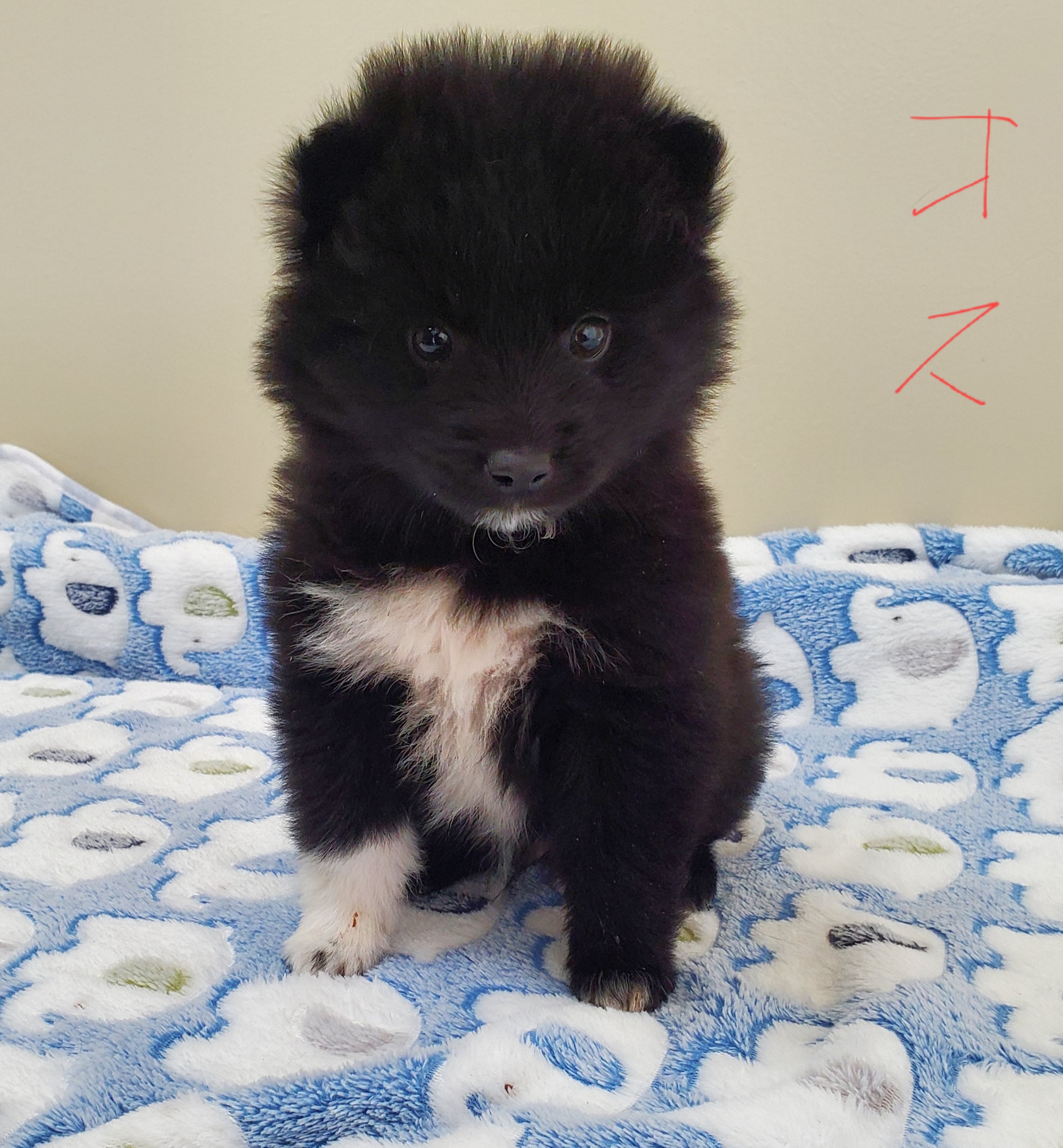 No.18329の写真