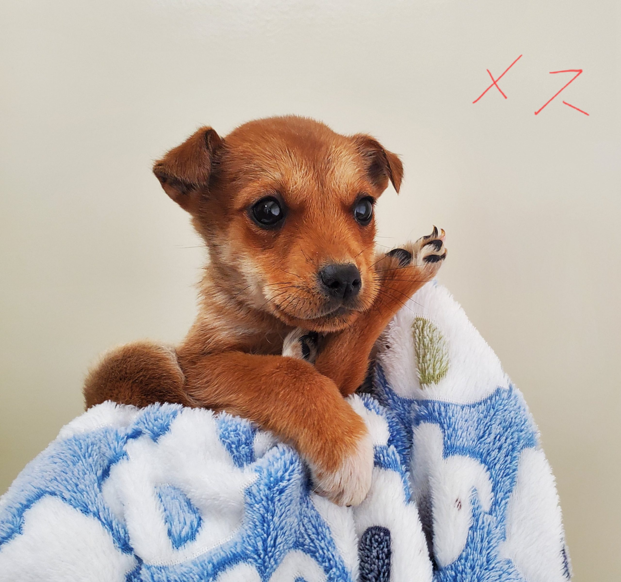 No.18332の写真