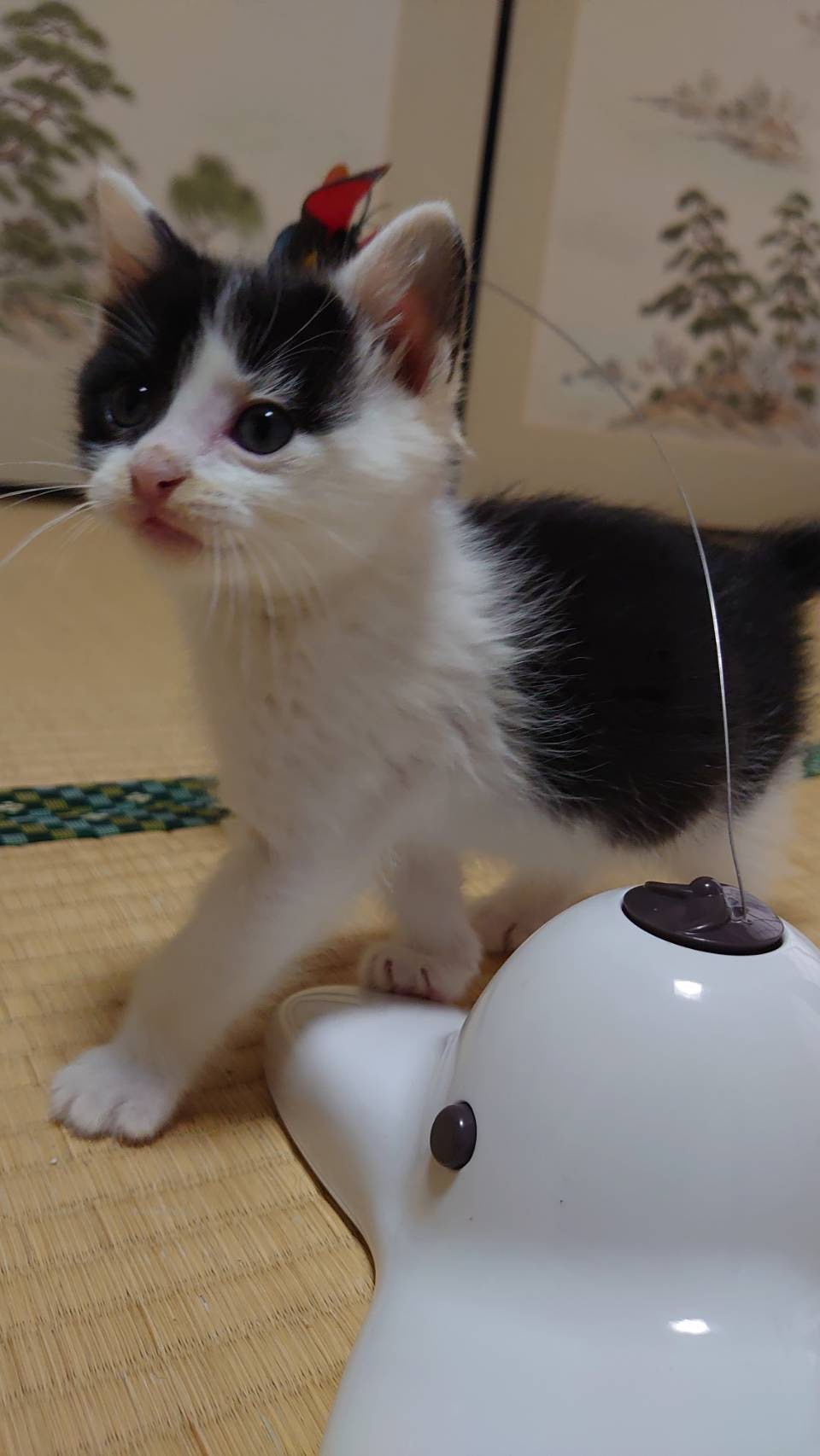 No.18468の写真