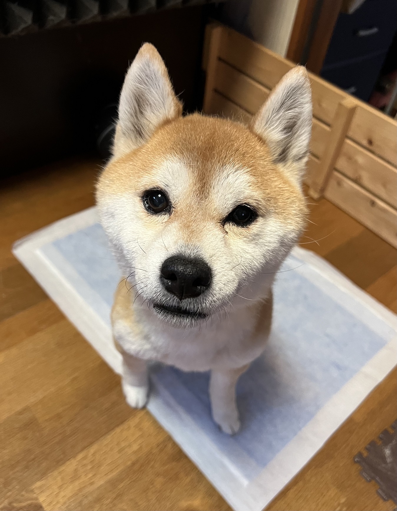 No.18496の写真