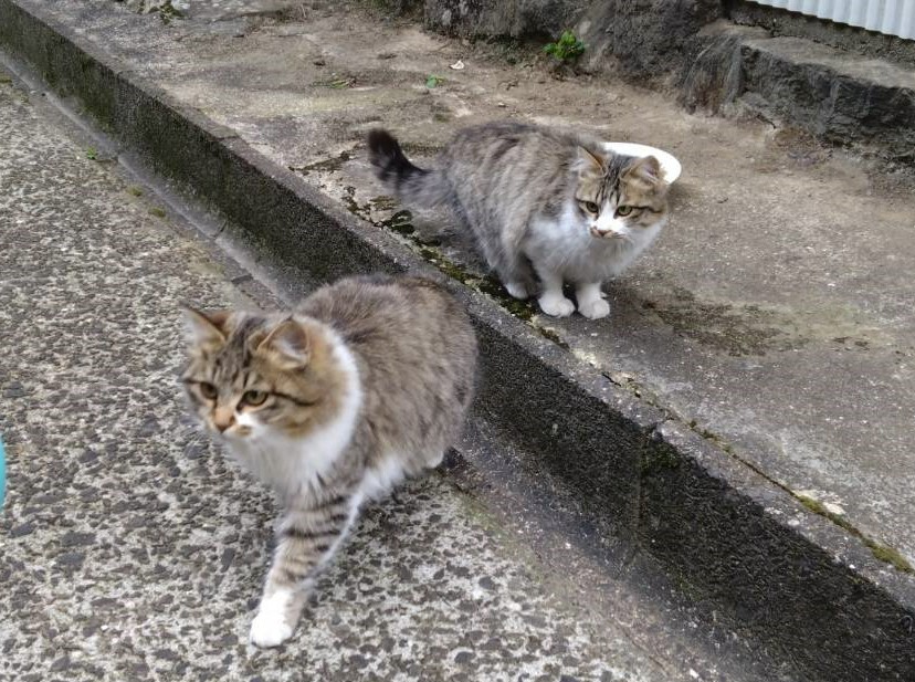 No.18437の写真