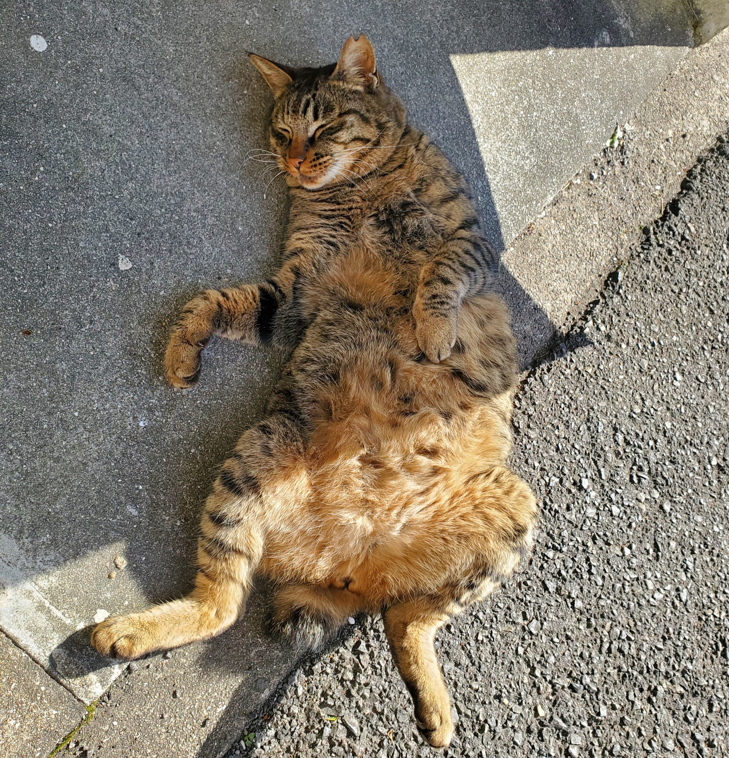 No.18230の写真
