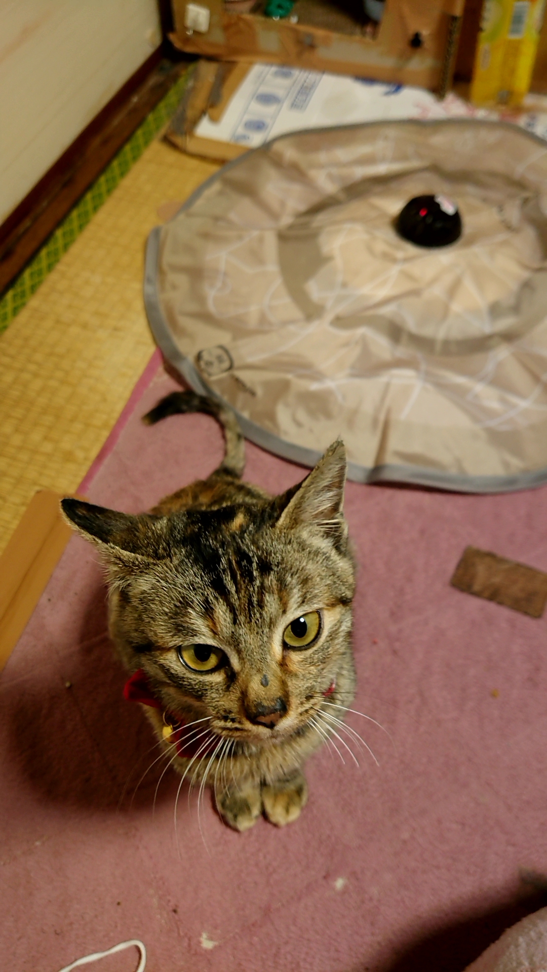 No.18535の写真