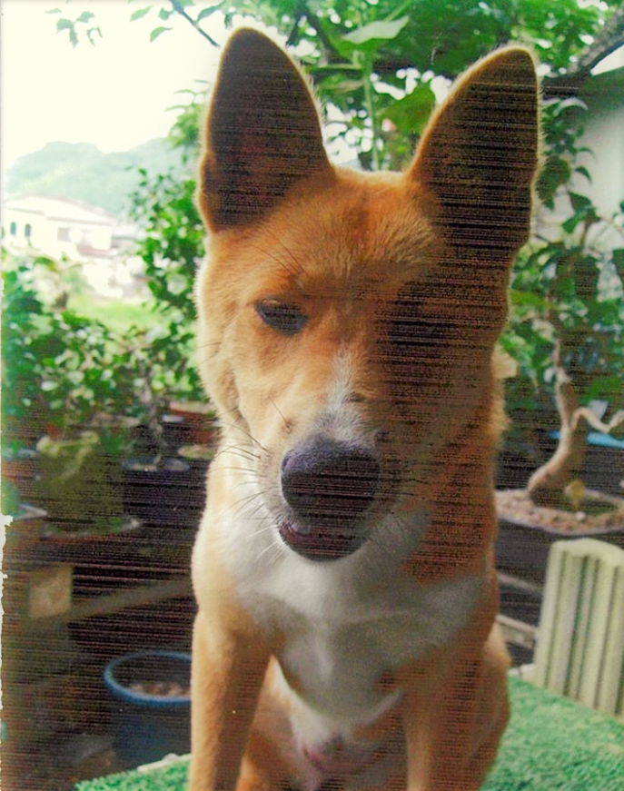 No.18545の写真