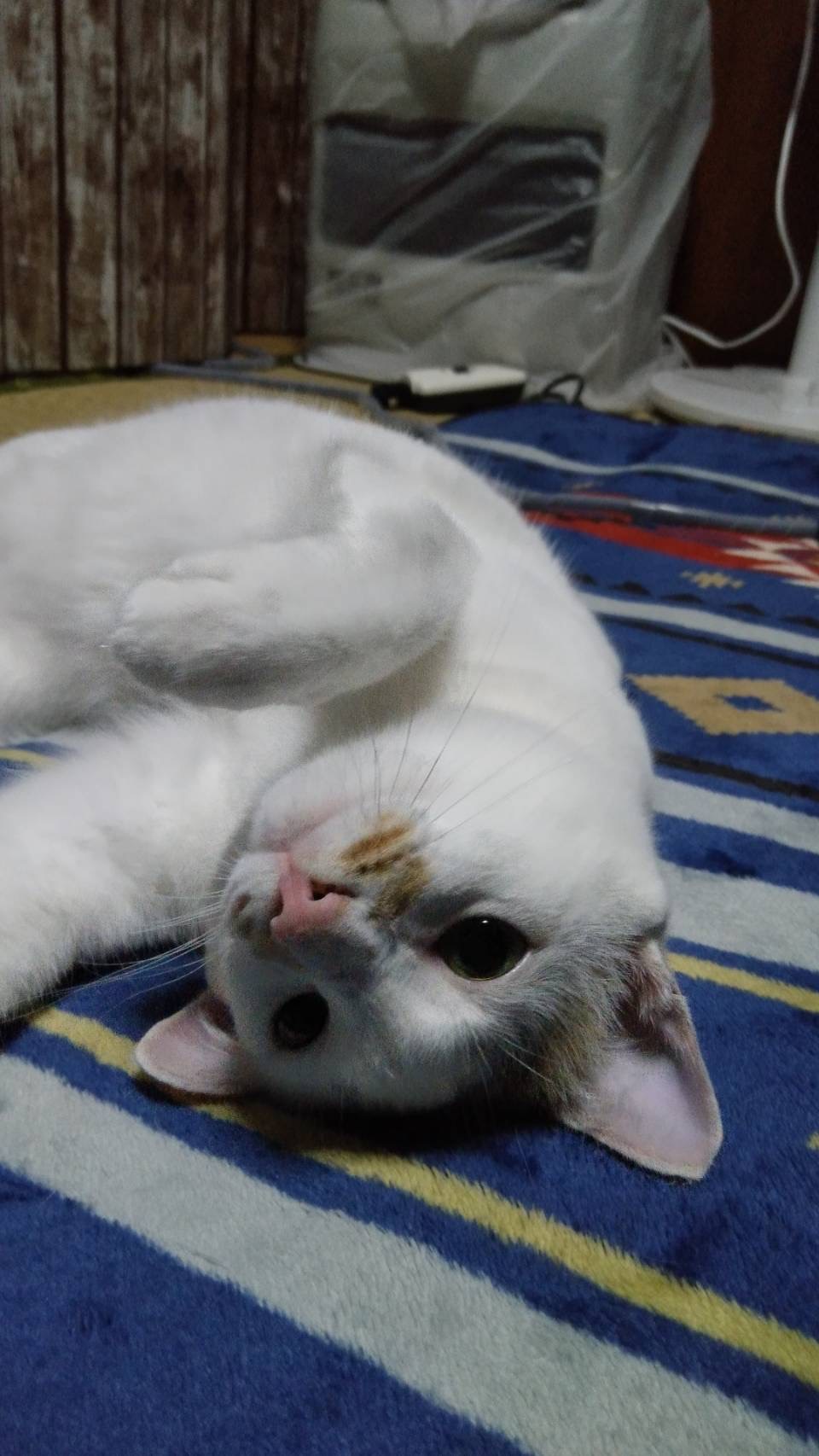 No.18558の写真