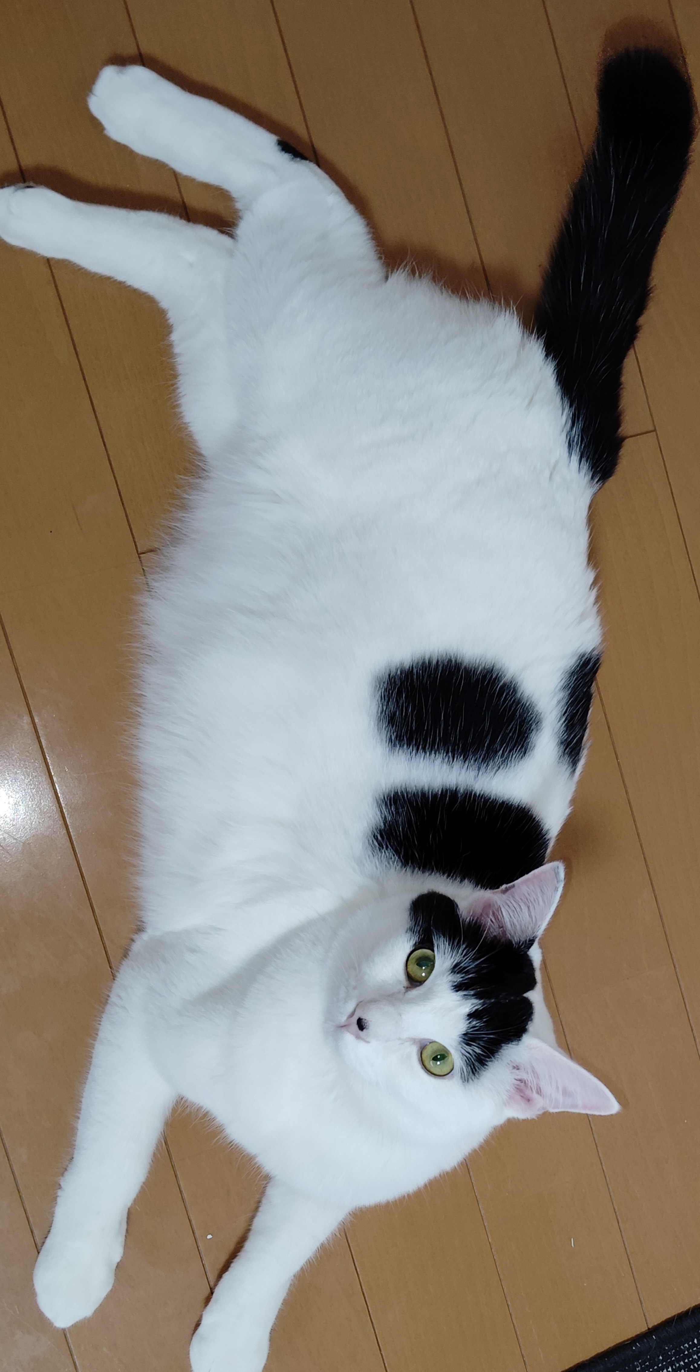 No.18791の写真