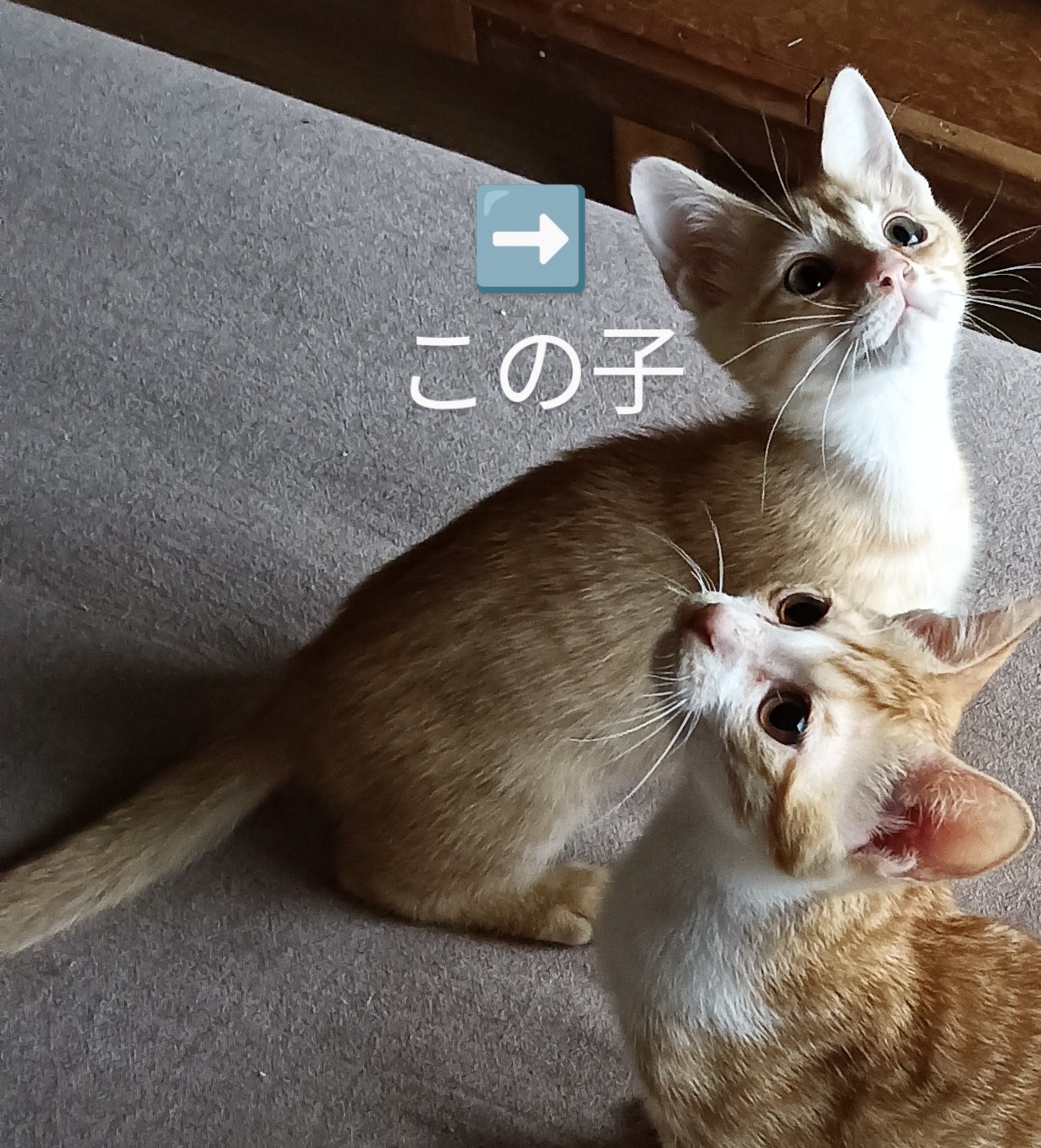 No.18836の写真