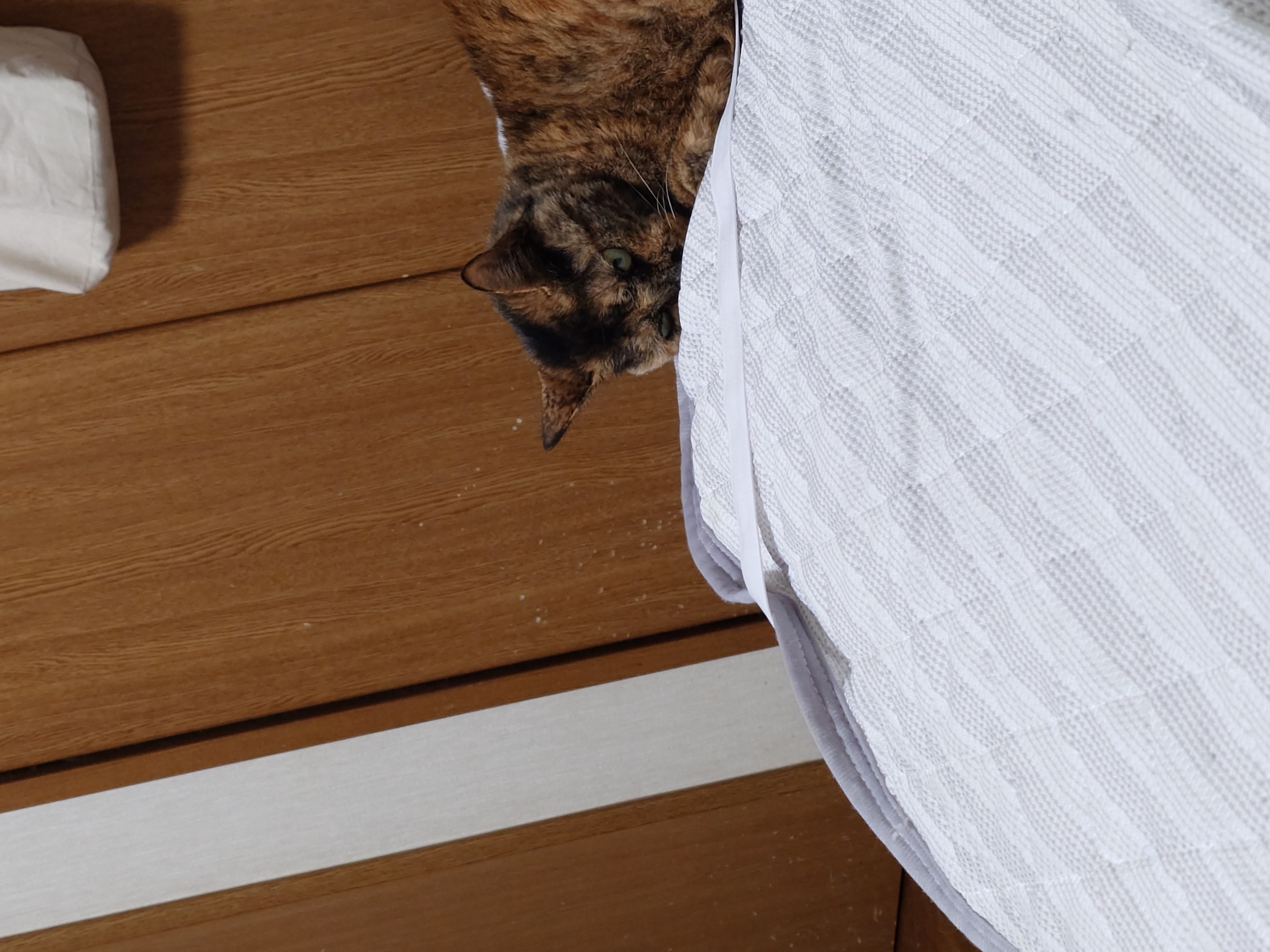 No.19004の写真