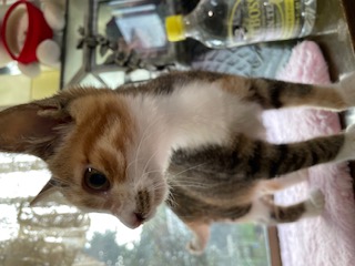 No.19005の写真