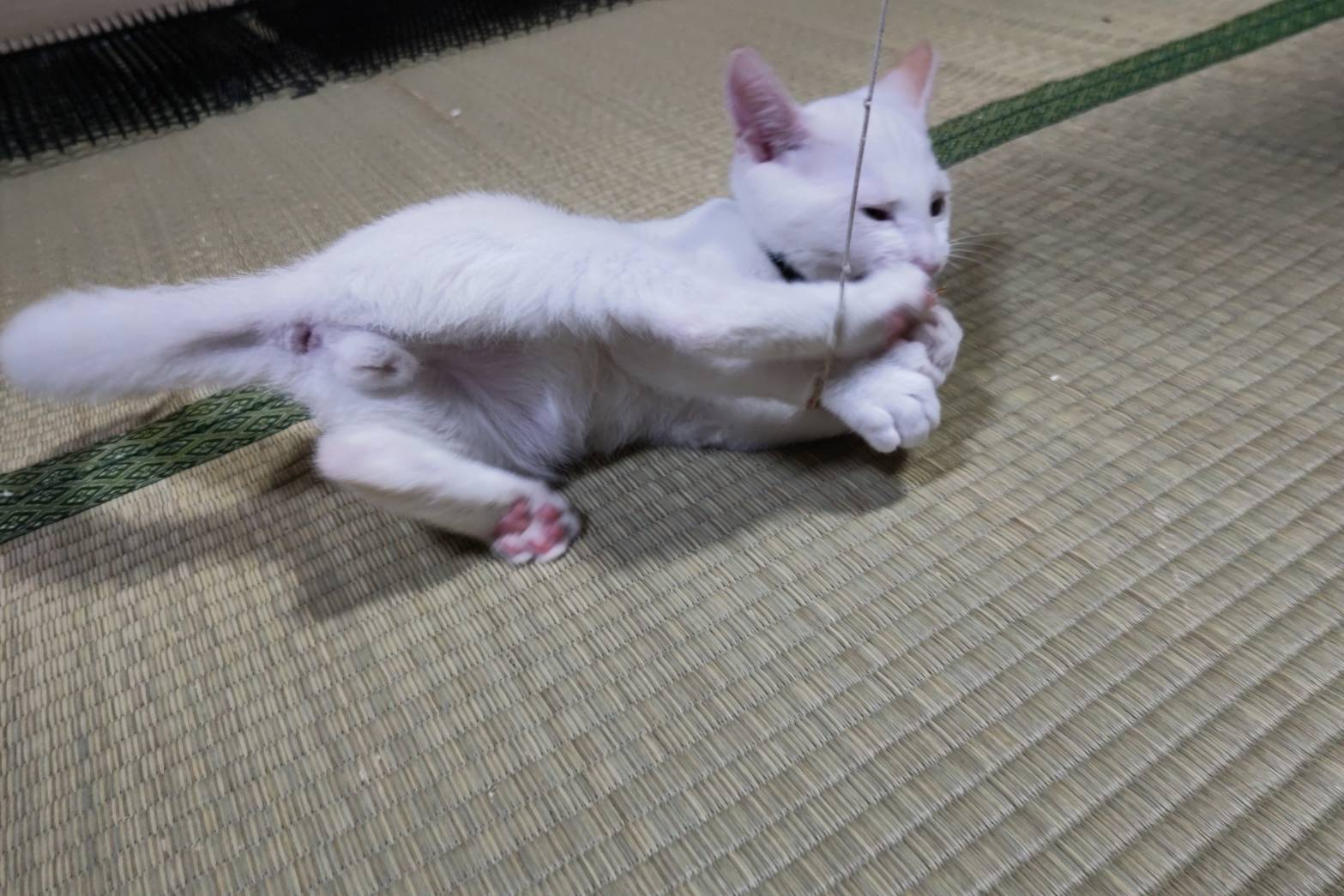 No.19011の写真