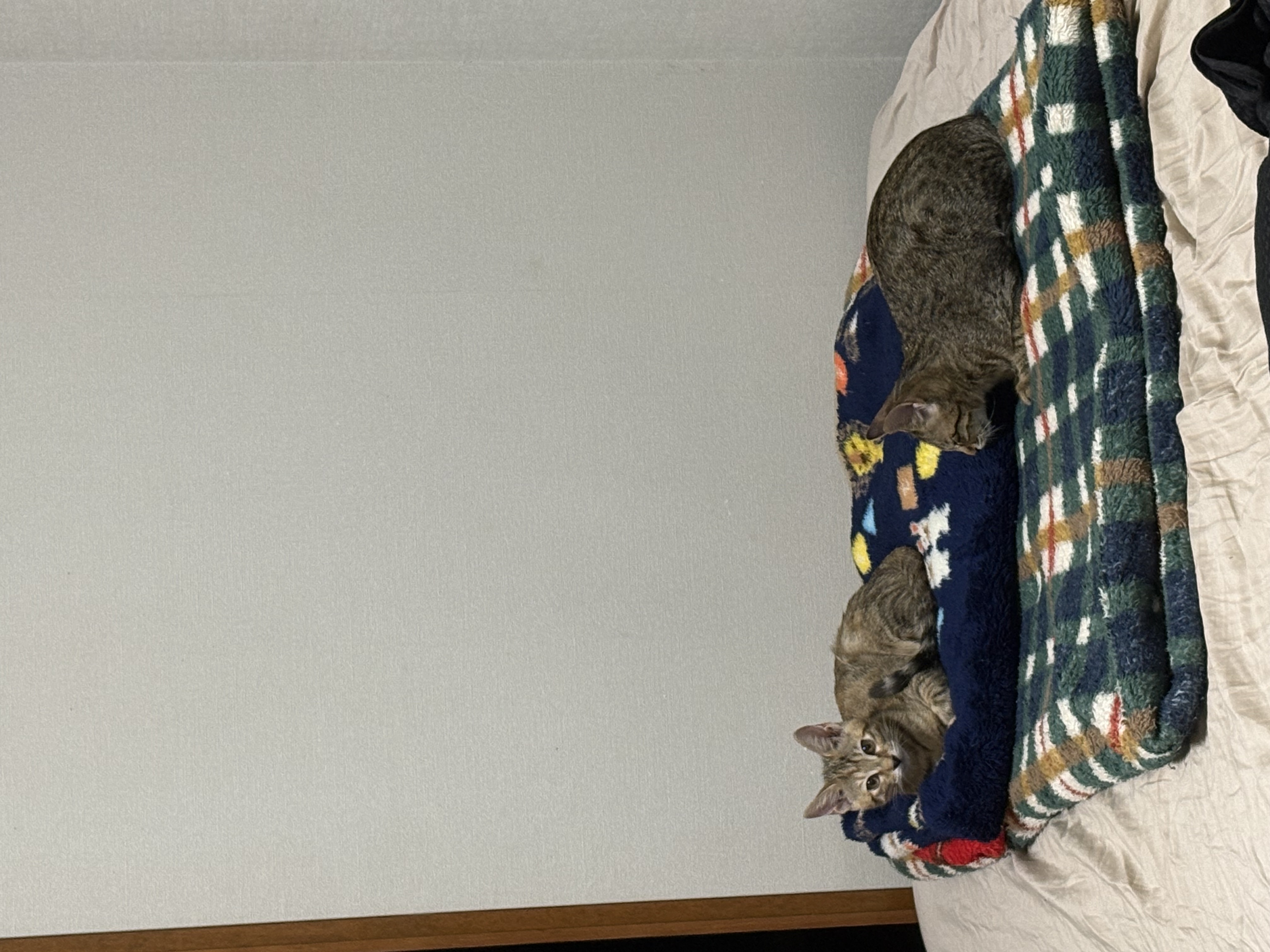 No.19026の写真
