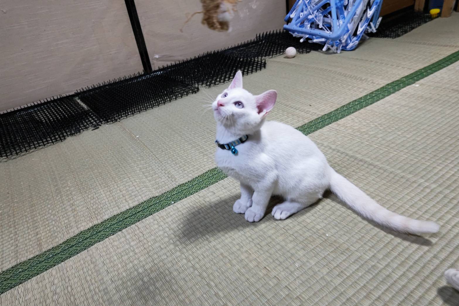 No.19011の写真