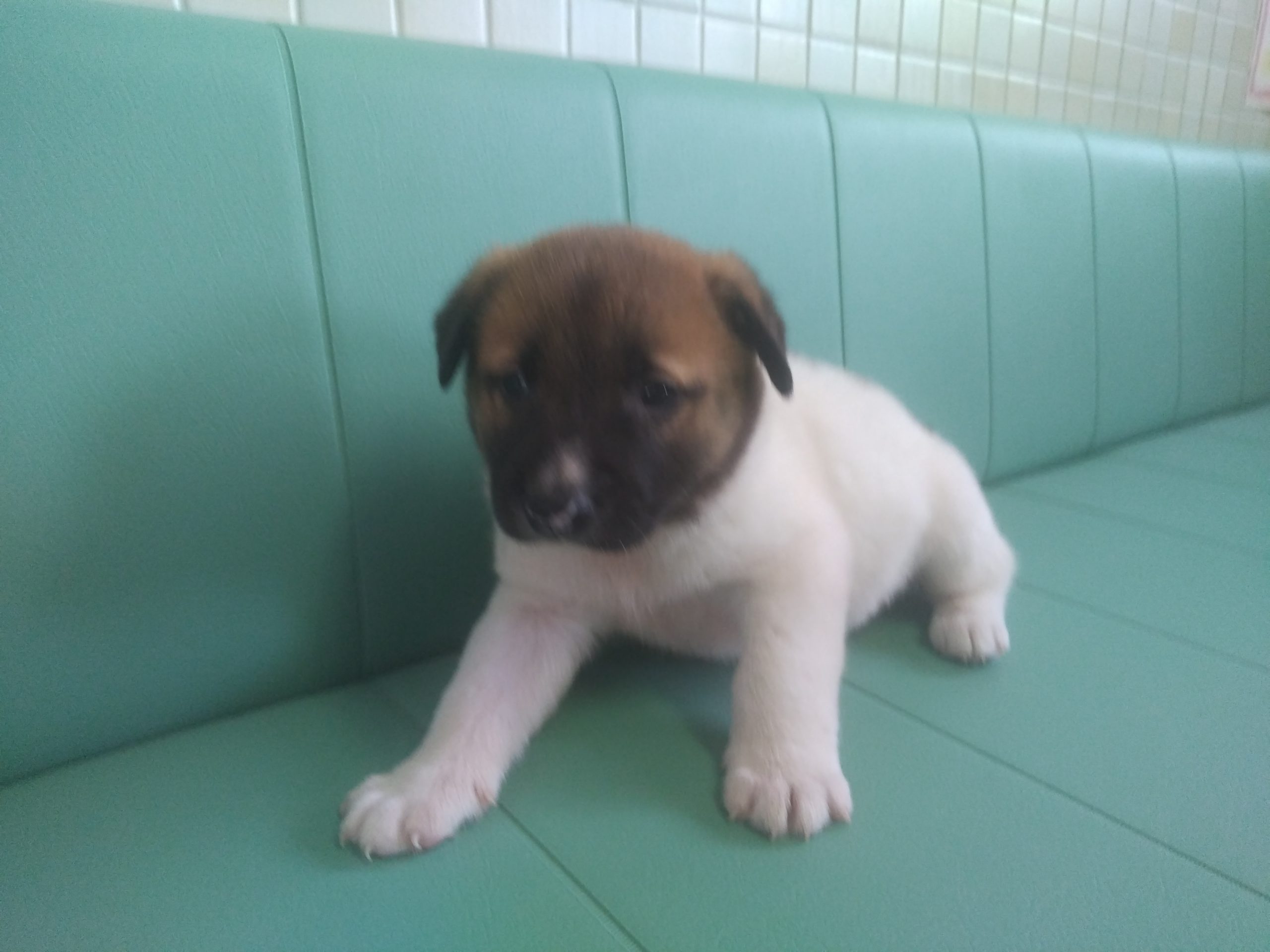 動かない犬 楽天市場】すっぽ抜け防止 ダブルリード ダブルナスカン 中型犬用 小型