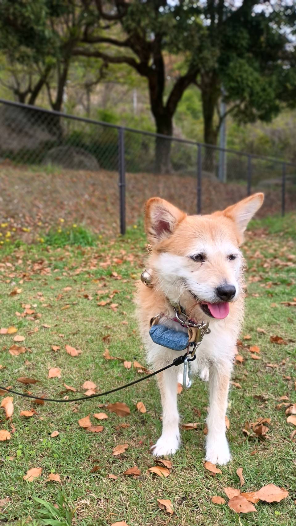 No.19039の写真