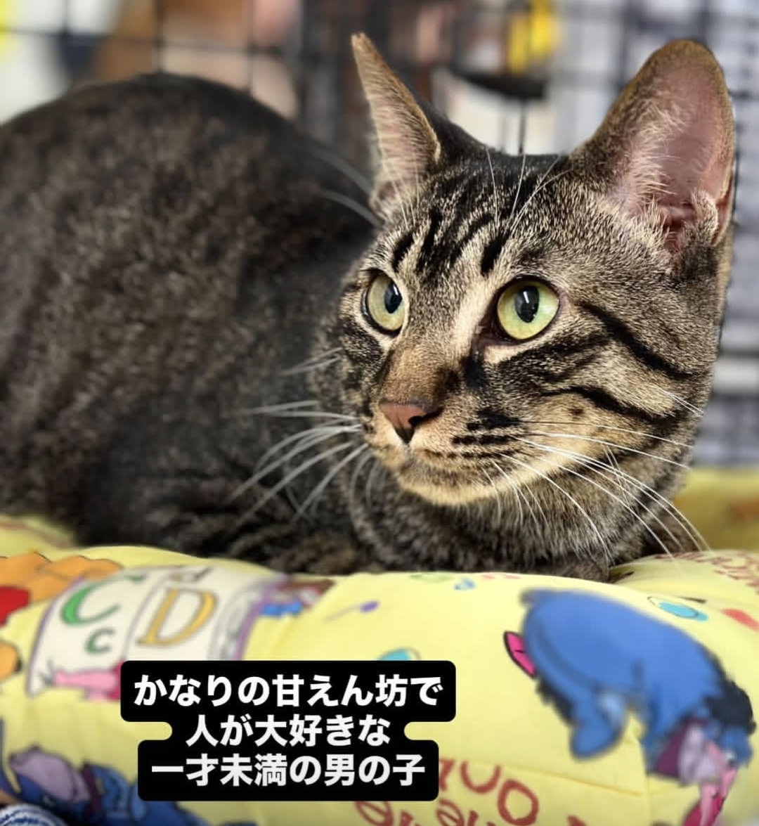 No.19559の写真