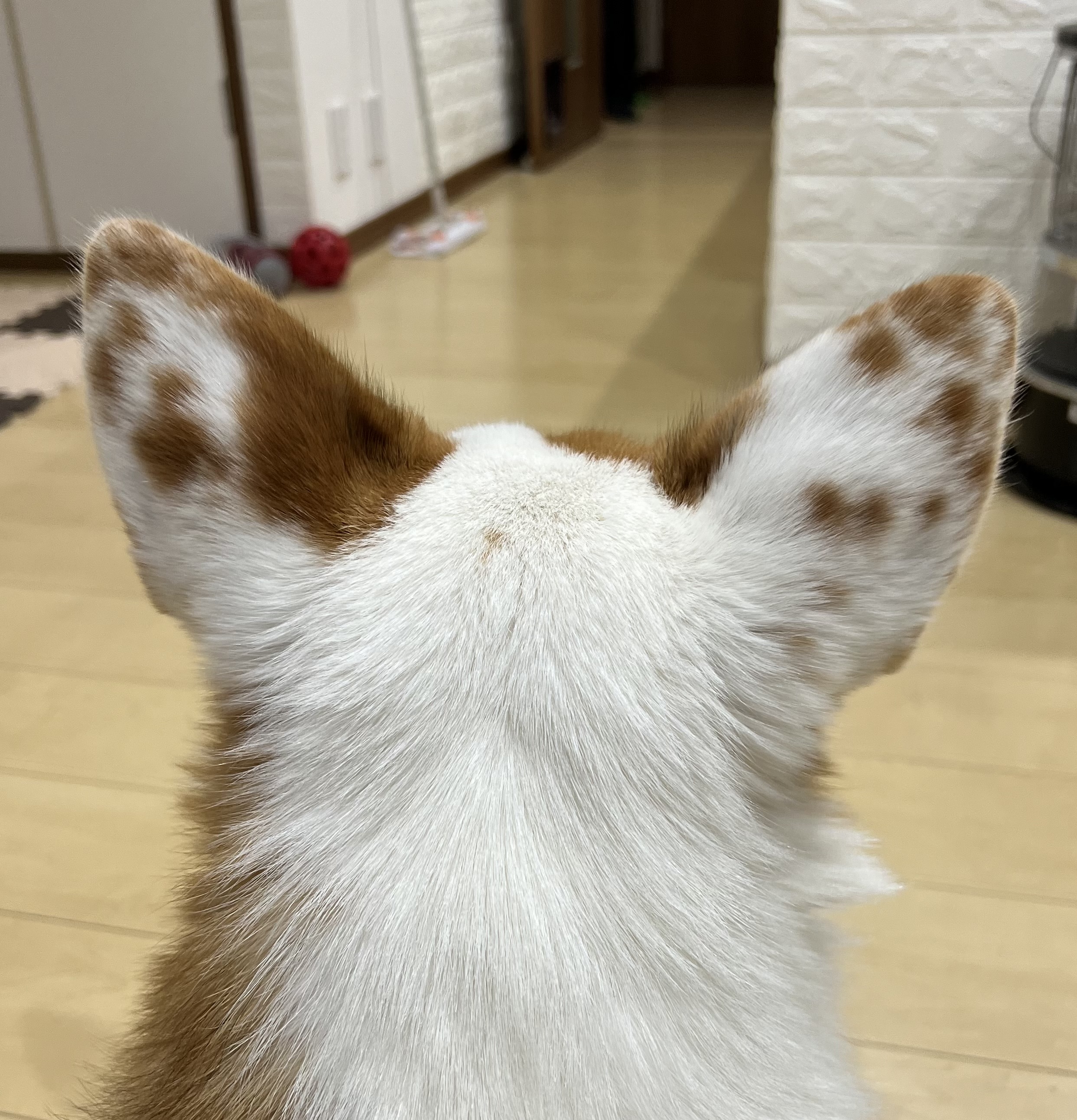 No.19611の写真