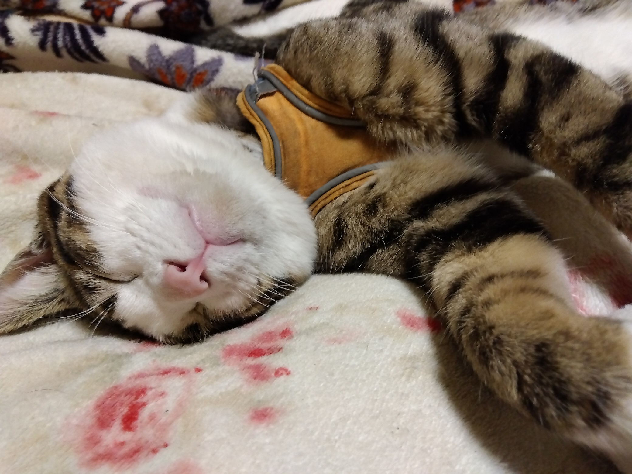 No.19736の写真
