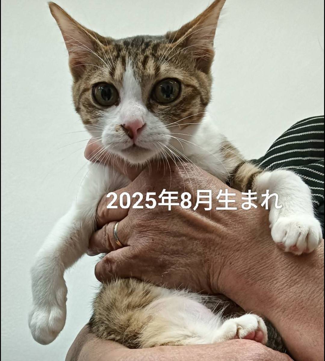 No.19776の写真