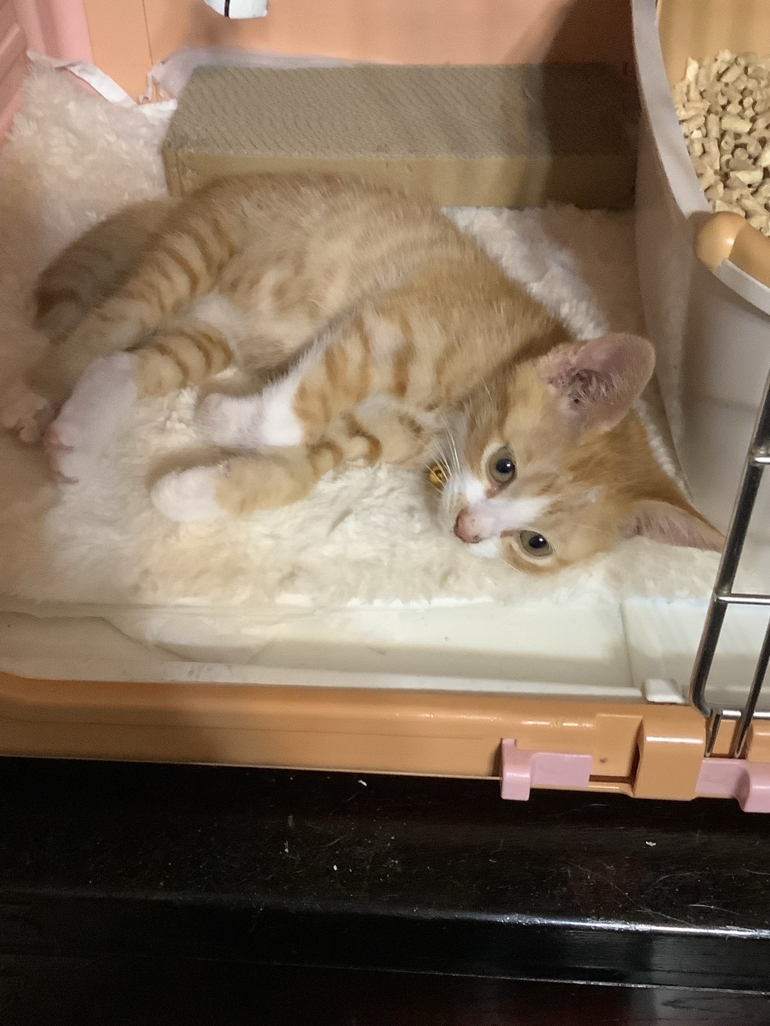 No.19837の写真
