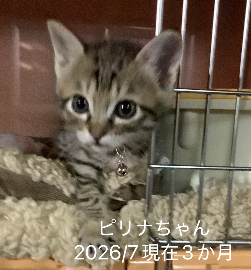 No.19843の写真