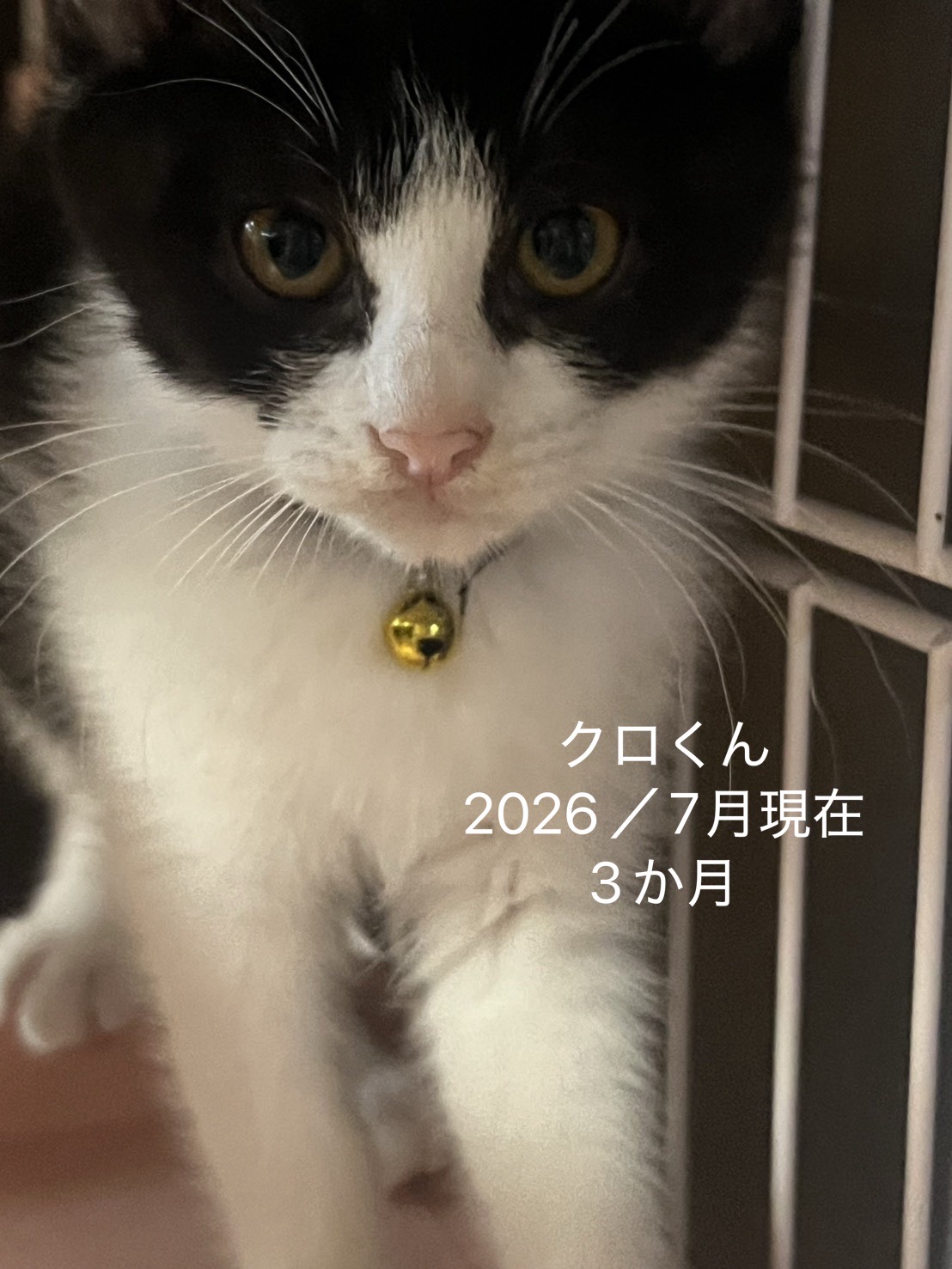 No.19856の写真