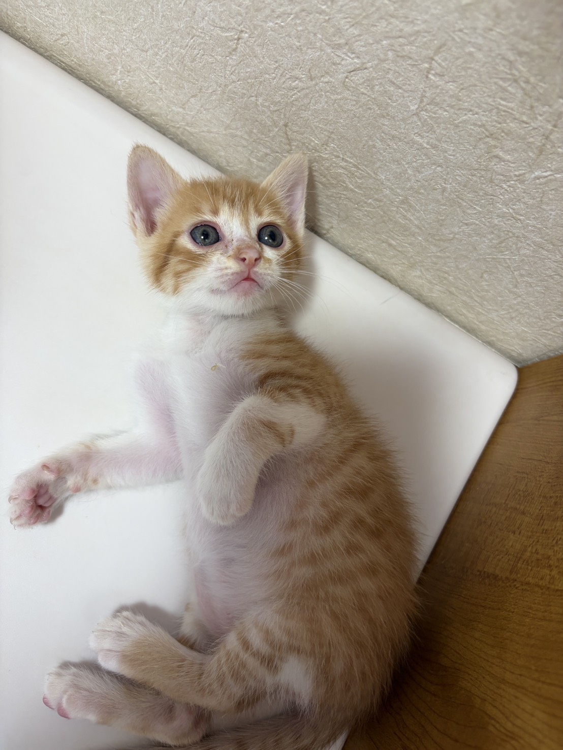 No.19919の写真