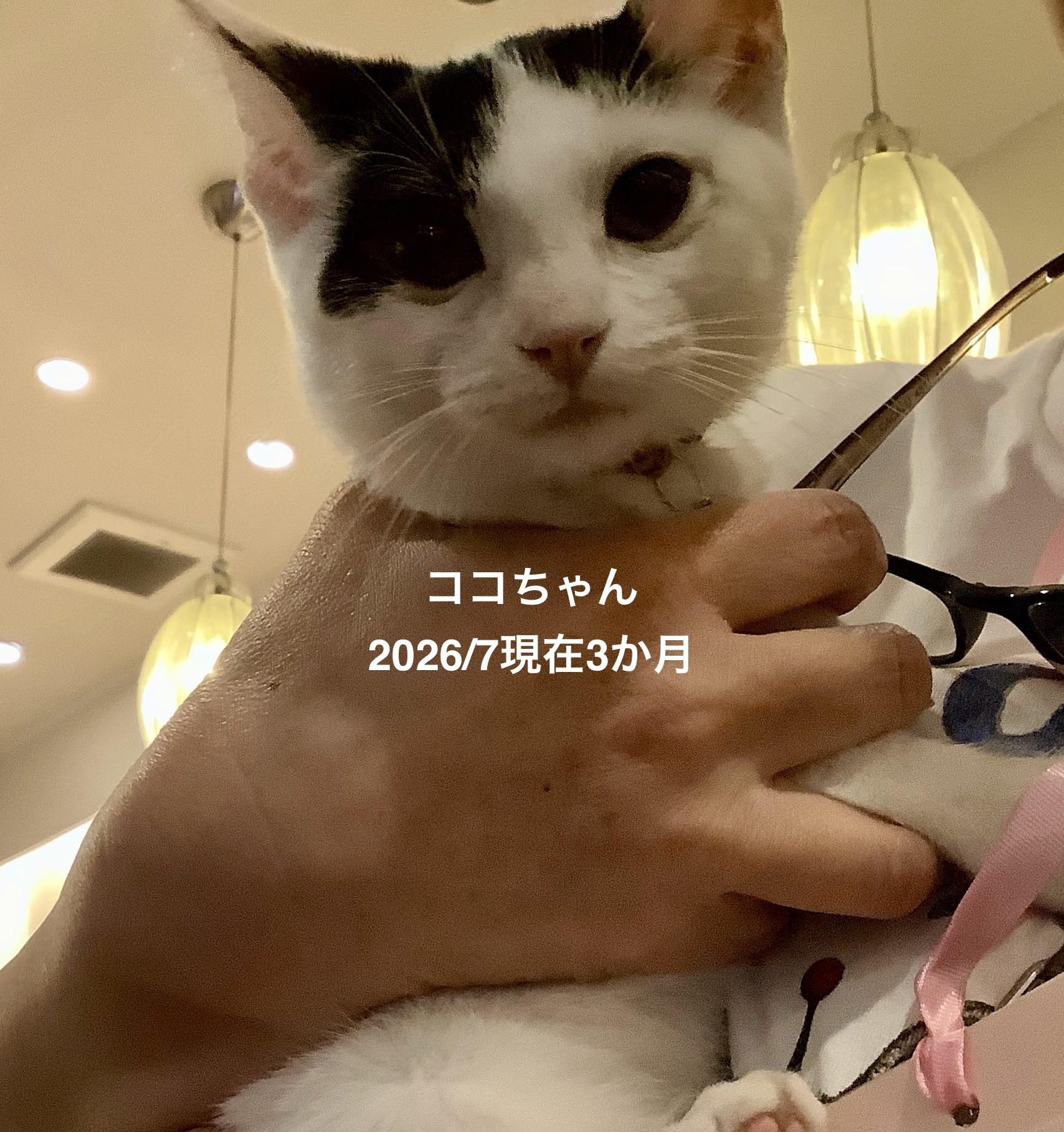 No.19878の写真