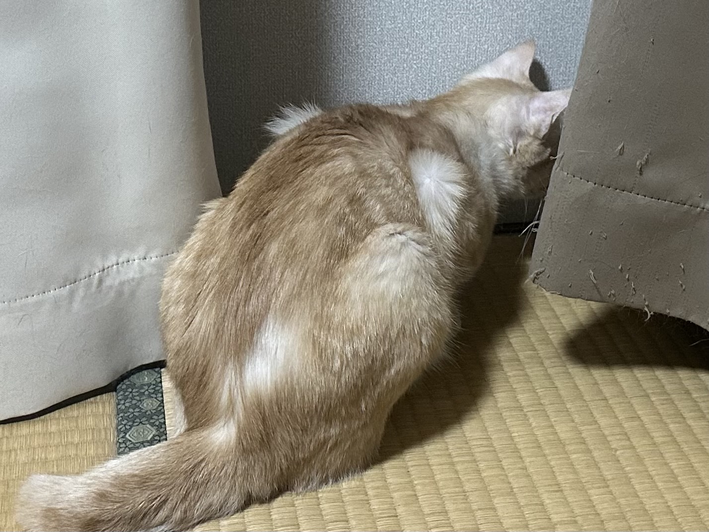 No.19961の写真