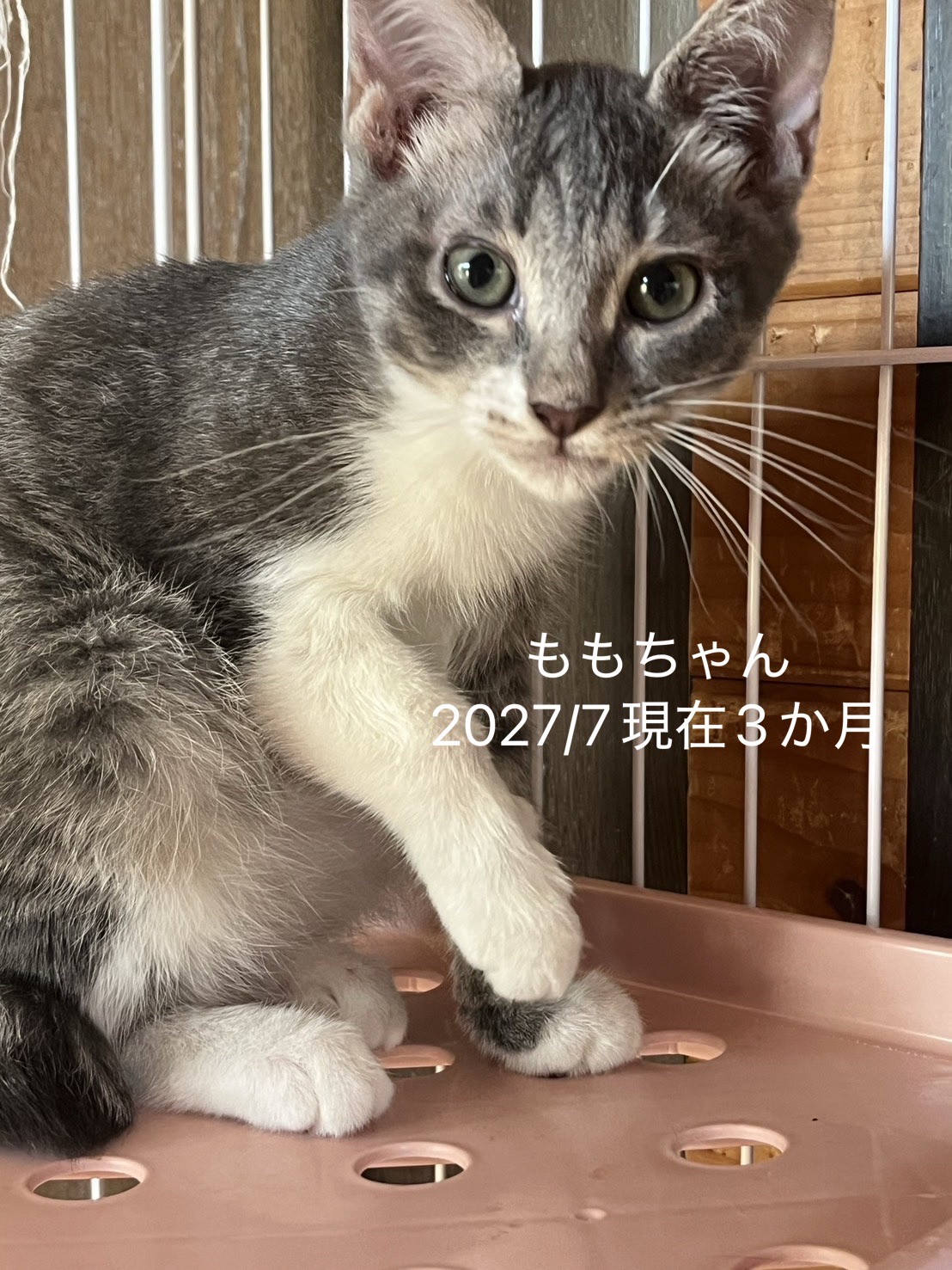 No.20031の写真