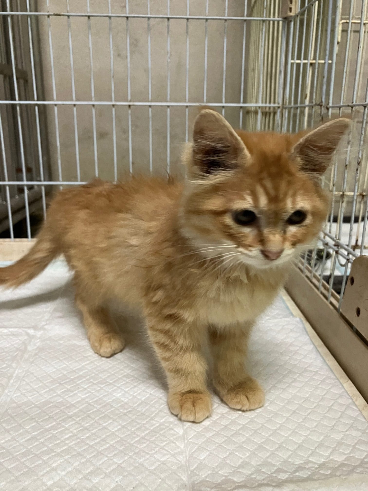 No.20134の写真