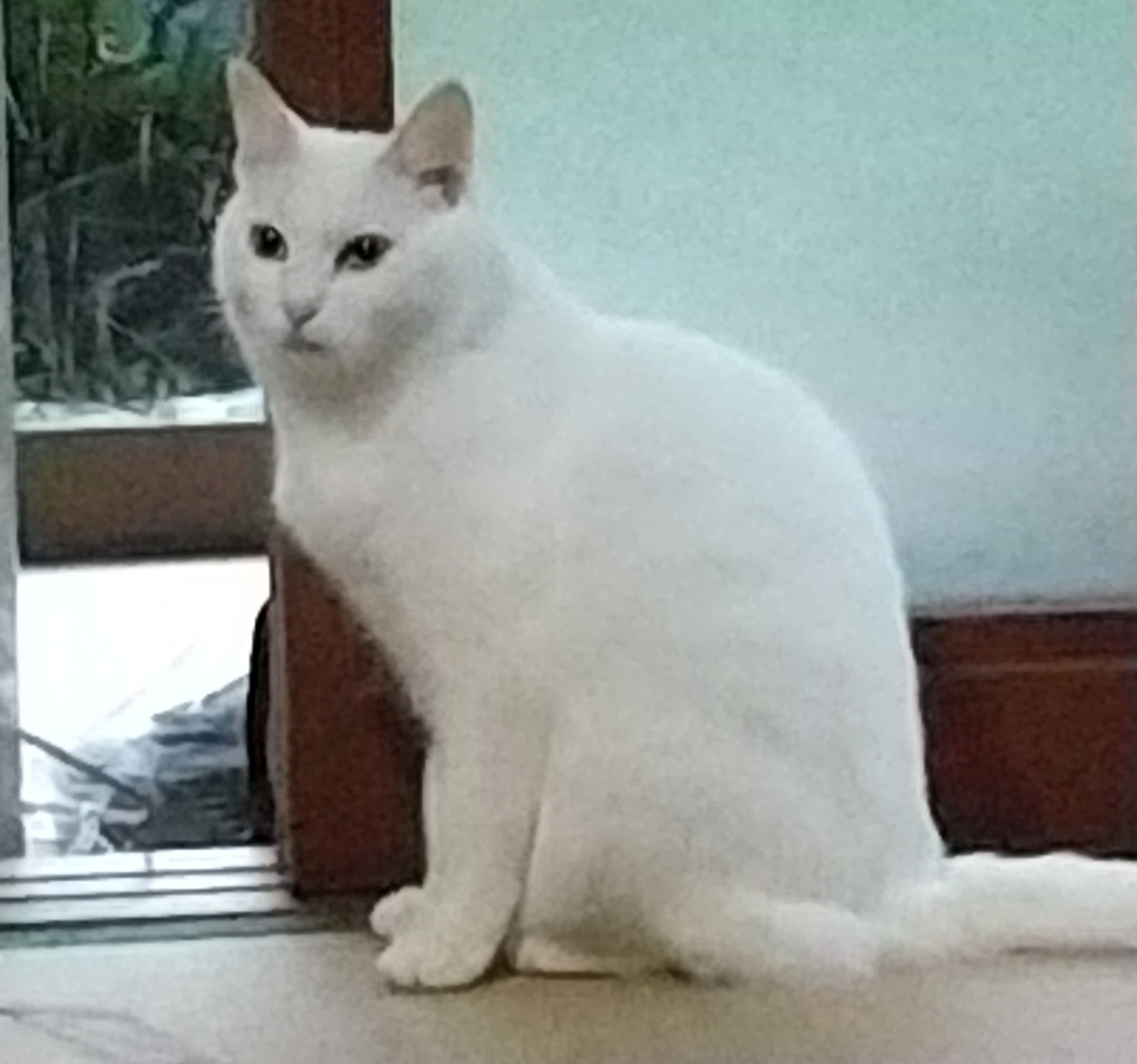 No.20108の写真
