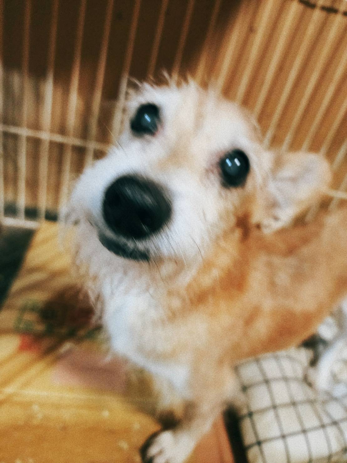 No.20117の写真
