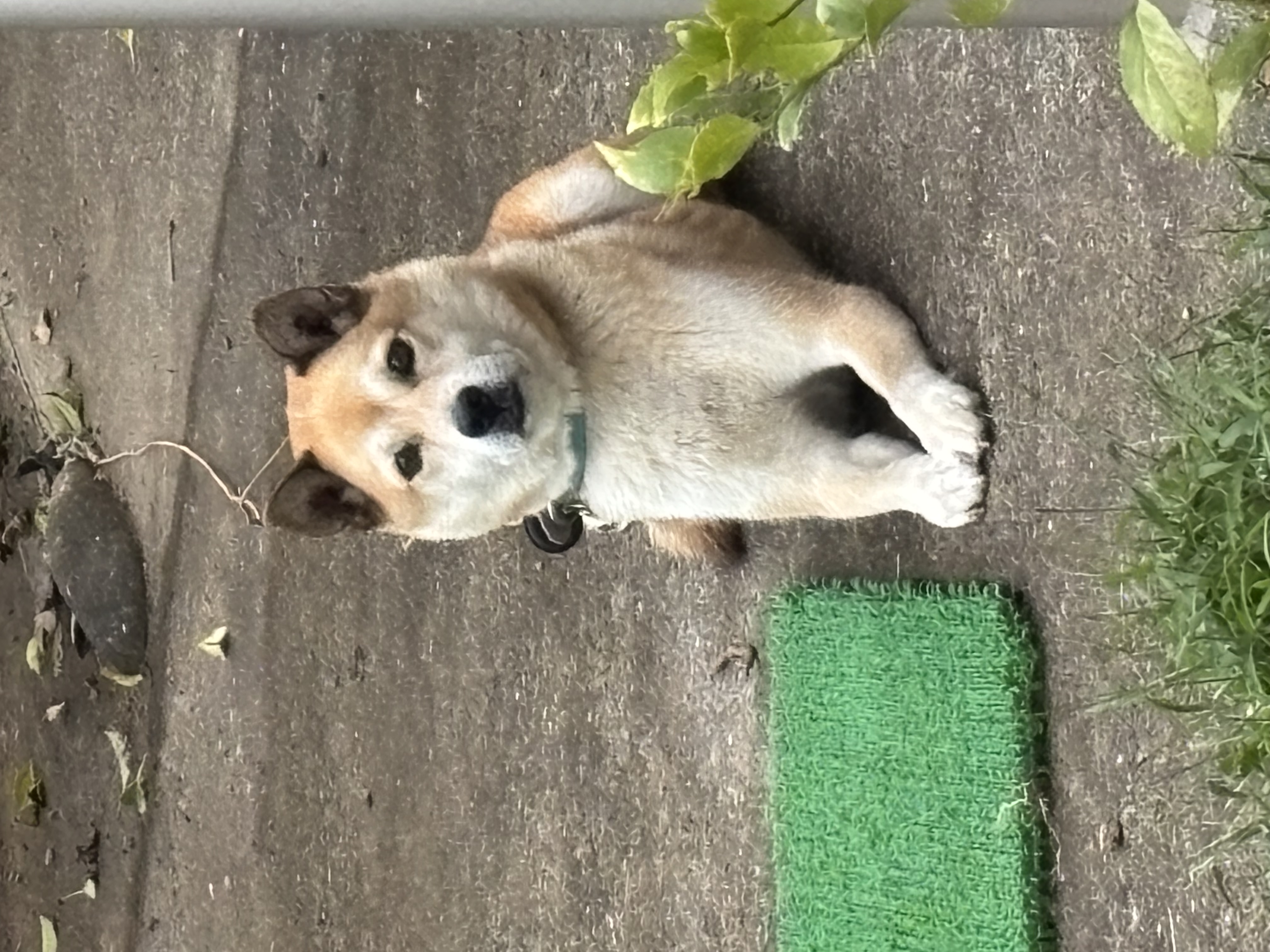 No.20137の写真